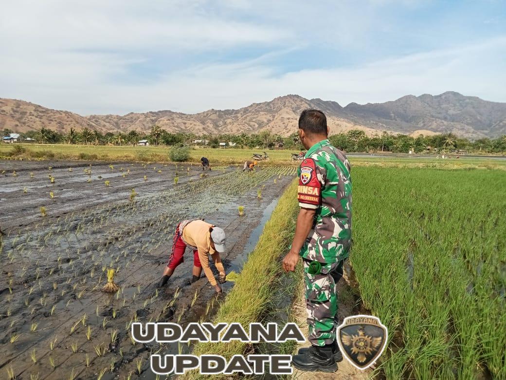 Pemantauan Sawah Irigasi Mbay Kiri: Babinsa Koramil Aesesa Hadir di Tengah Petani
