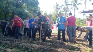 Sinergi Babinsa dan Desa Alasangker, Menanam Harapan Lewat Jagung Merah Putih