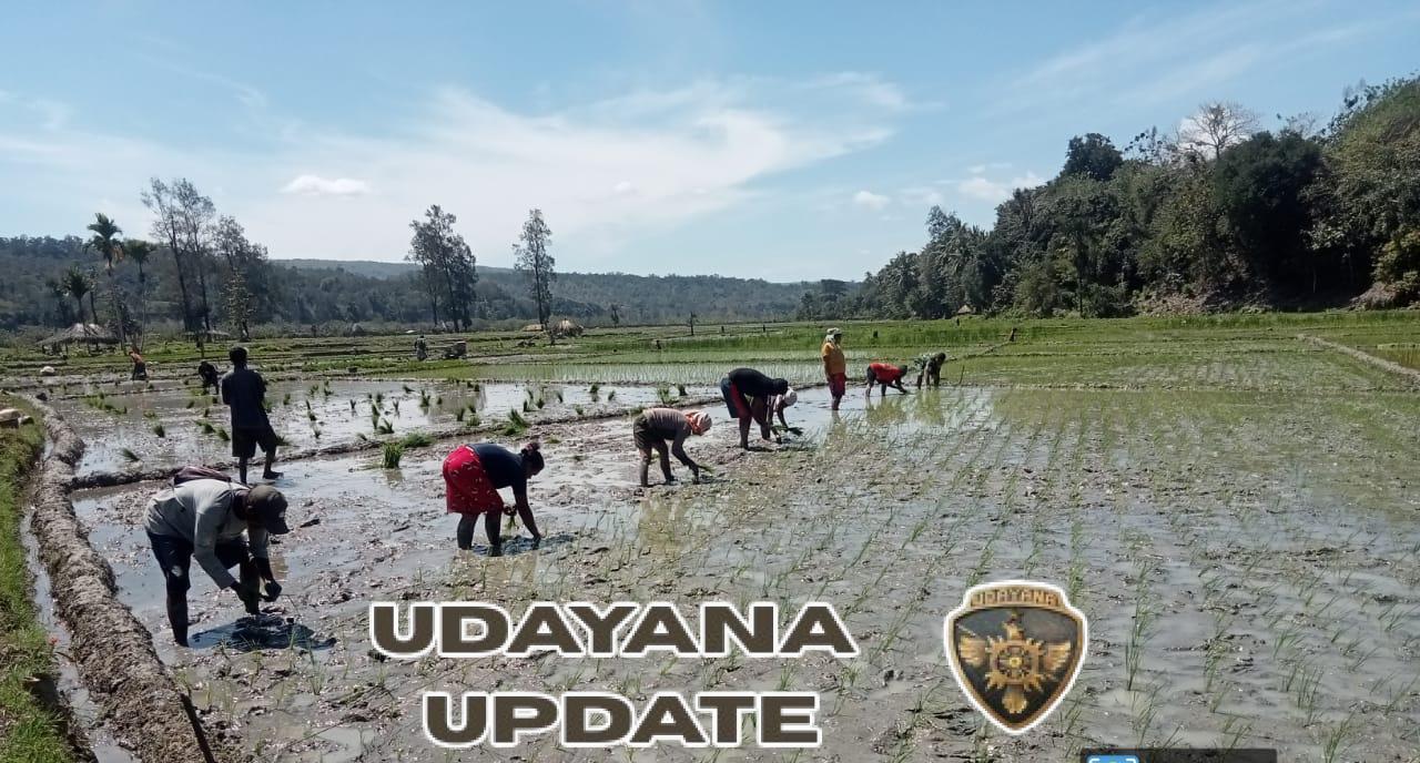 Wujudkan TNI Manunggal, Babinsa Bantu Petani Tanam Padi Di Kec. Oenino