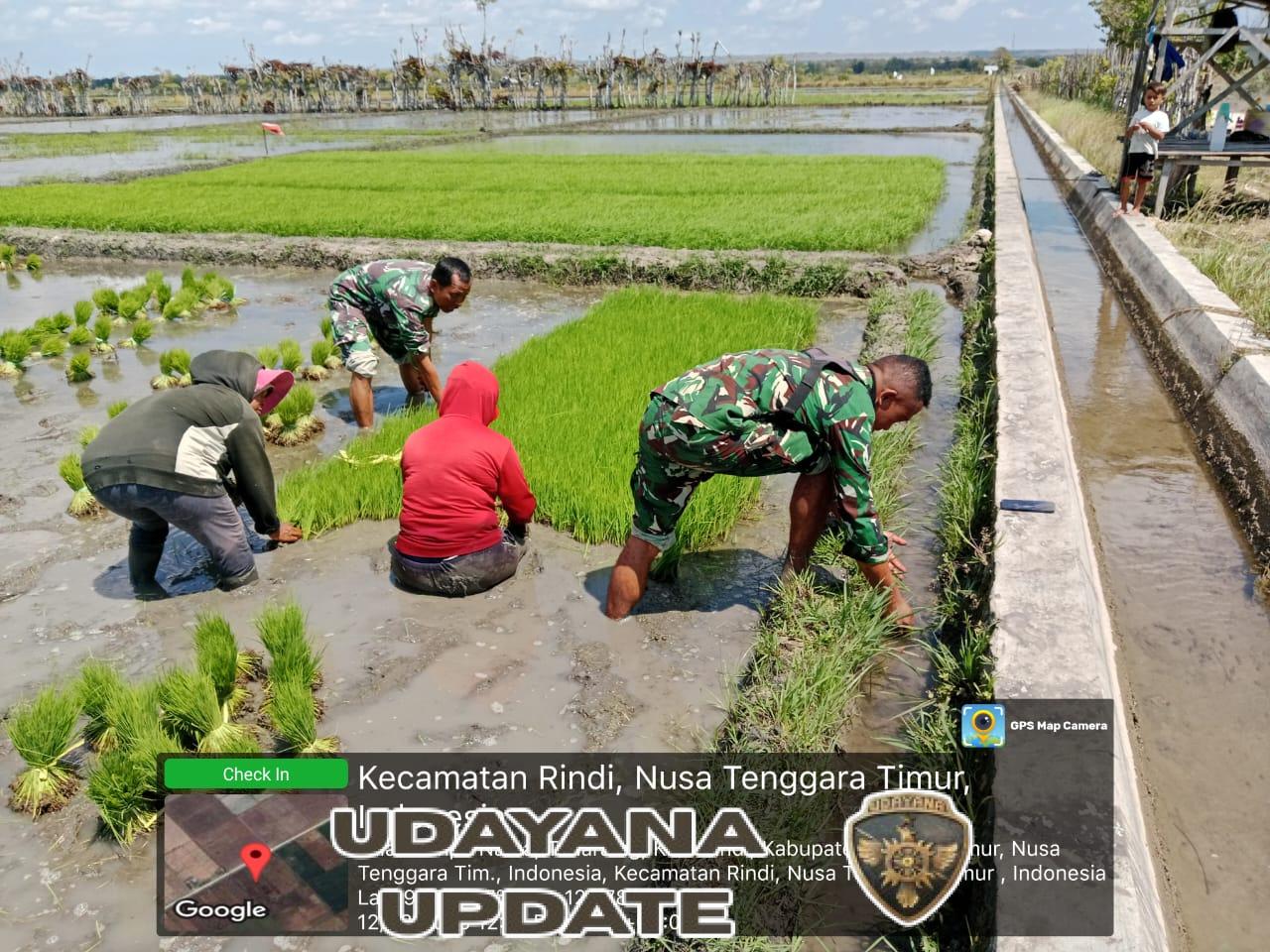 Dukung Ketahanan Pangan, Babinsa Rindi Umalulu Terjun ke Lahan Pertanian