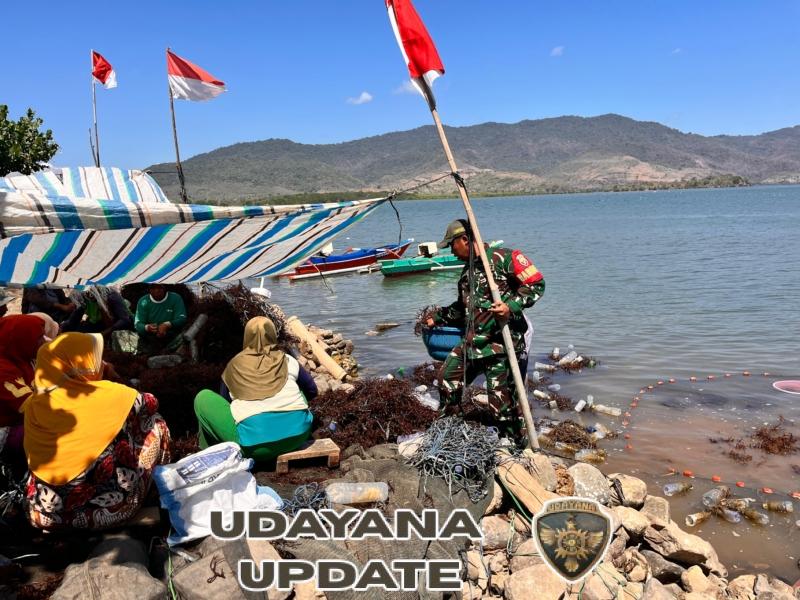 TNI AD Dorong Potensi Pesisir Lewat Panen Rumput Laut