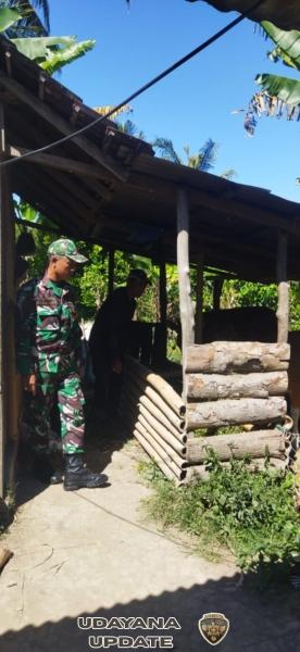 Kehadiran Babinsa Jadi Motivasi Peternak Kayuputih dalam Vaksinasi PMK