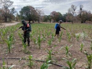 Penyemprotan Hama, Babinsa Umaklaran Dorong Peningkatan Swasembada Pangan