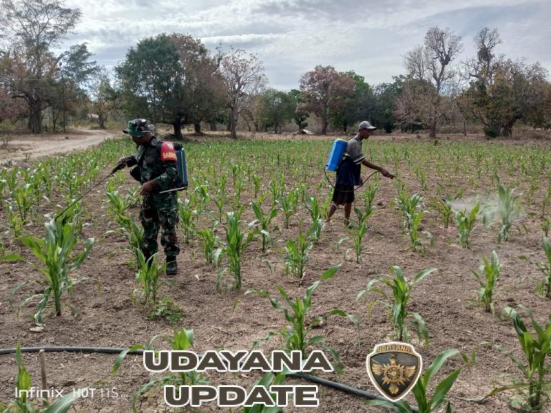 Penyemprotan Hama, Babinsa Umaklaran Dorong Peningkatan Swasembada Pangan