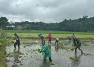 Babinsa Kodim 1601/Sumba Timur Bantu Petani Tanam Padi di Makamenggit