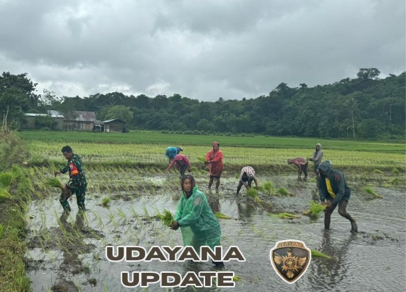 Babinsa Kodim 1601/Sumba Timur Bantu Petani Tanam Padi di Makamenggit