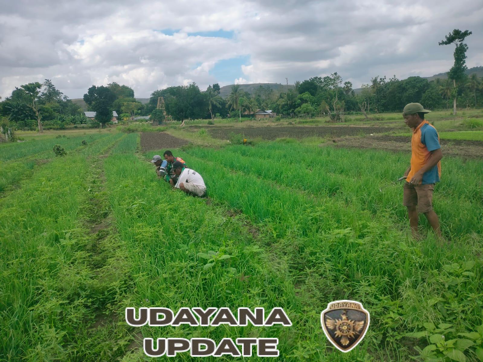 Babinsa dan Masyarakat Lambanapu Bersama Jaga Lahan Pertanian