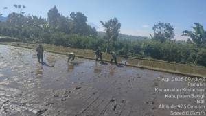 Kodim 1626/Bangli Terjun Langsung Dampingi Petani Tanam Padi Guna Perkuat Ketahanan Pangan