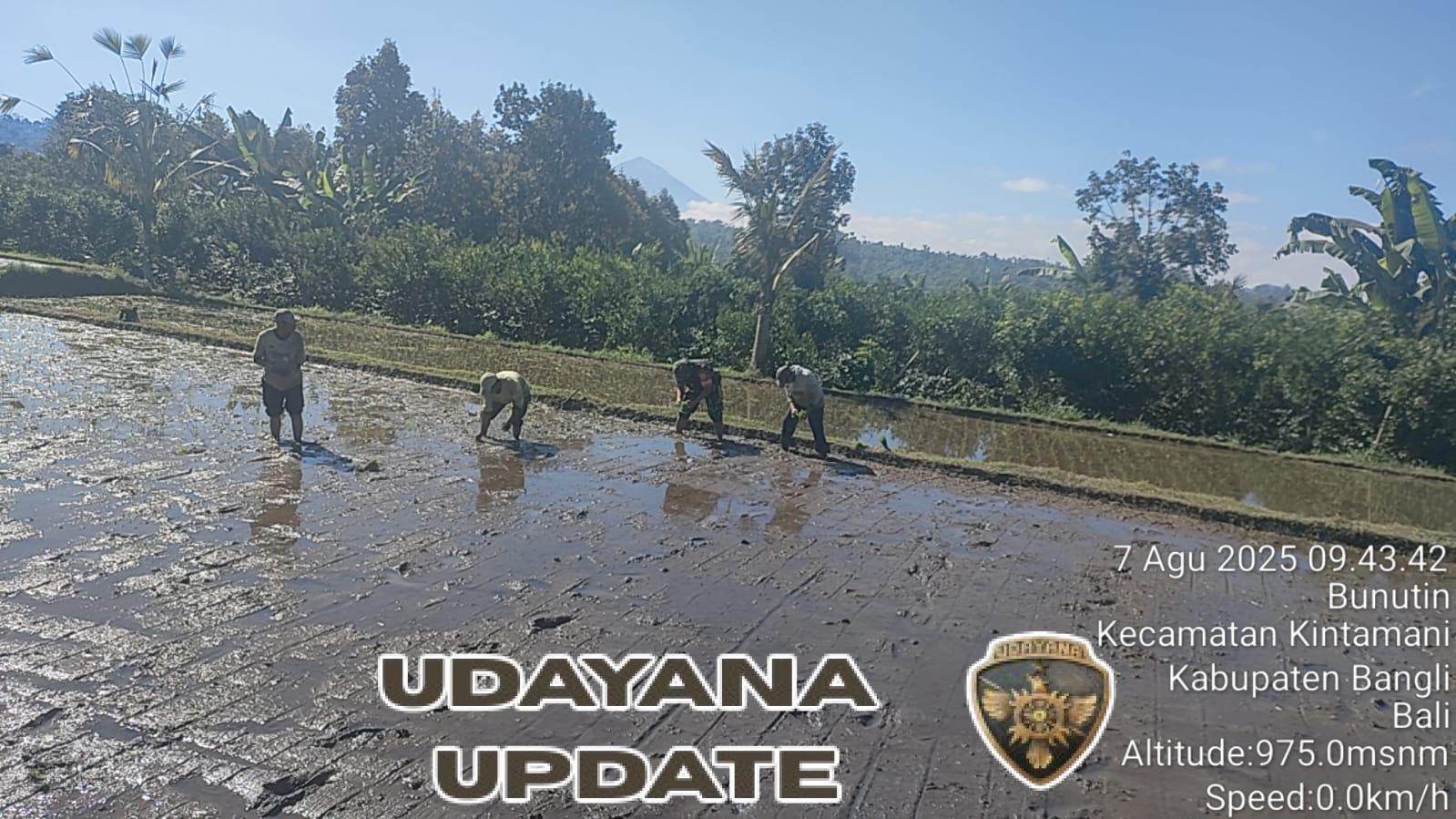 Kodim 1626/Bangli Terjun Langsung Dampingi Petani Tanam Padi Guna Perkuat Ketahanan Pangan