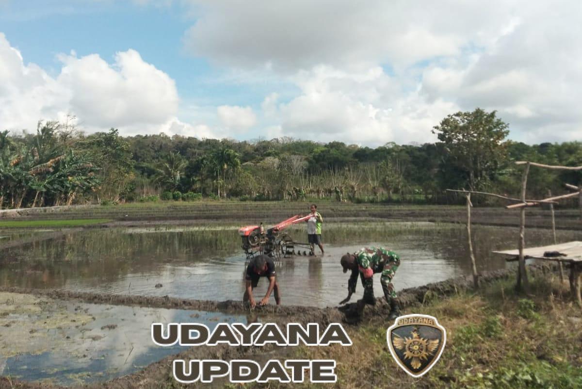 Sinergi TNI dan Petani: Babinsa Pahunga Lodu Dampingi Pengolahan Lahan 25 Are