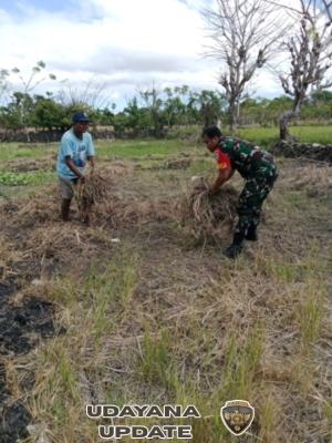 Babinsa Bantu Warga Bersihkan Rumput,Bukti Nyata Pendampingan Kepada Petani