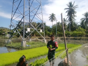 TNI dan Petani Bersinergi, Penanaman Padi di Desa Maurole Berjalan Lancar