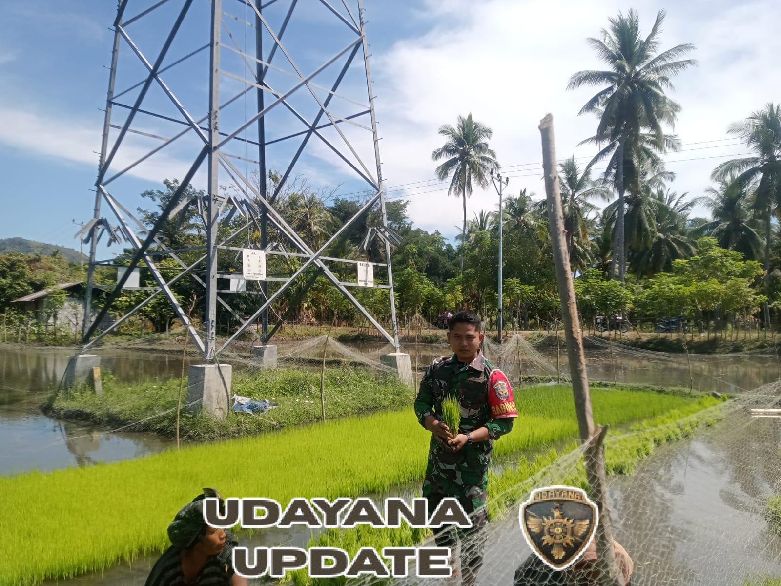 TNI dan Petani Bersinergi, Penanaman Padi di Desa Maurole Berjalan Lancar