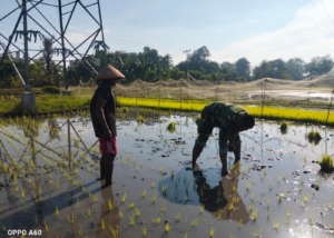 Bina Desa, Babinsa Kodim 1602/Ende Laksanakan Komsos dan Tanam Padi