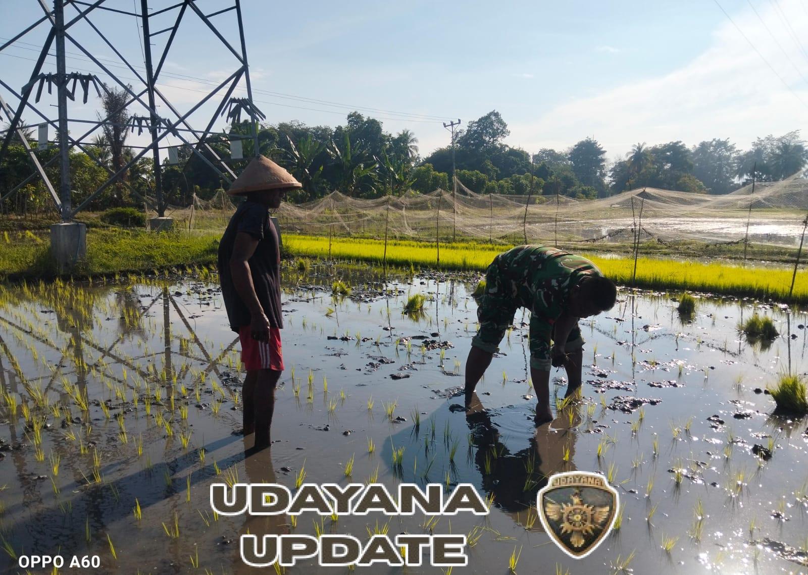 Bina Desa, Babinsa Kodim 1602/Ende Laksanakan Komsos dan Tanam Padi