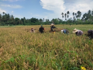 Dukung Ketahanan Pangan, Babinsa Turun ke Sawah Bersama Petani