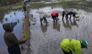 Sinergi Babinsa dan Petani Aewora: Jaga Keamanan Wilayah, Dorong Produktivitas Sawah