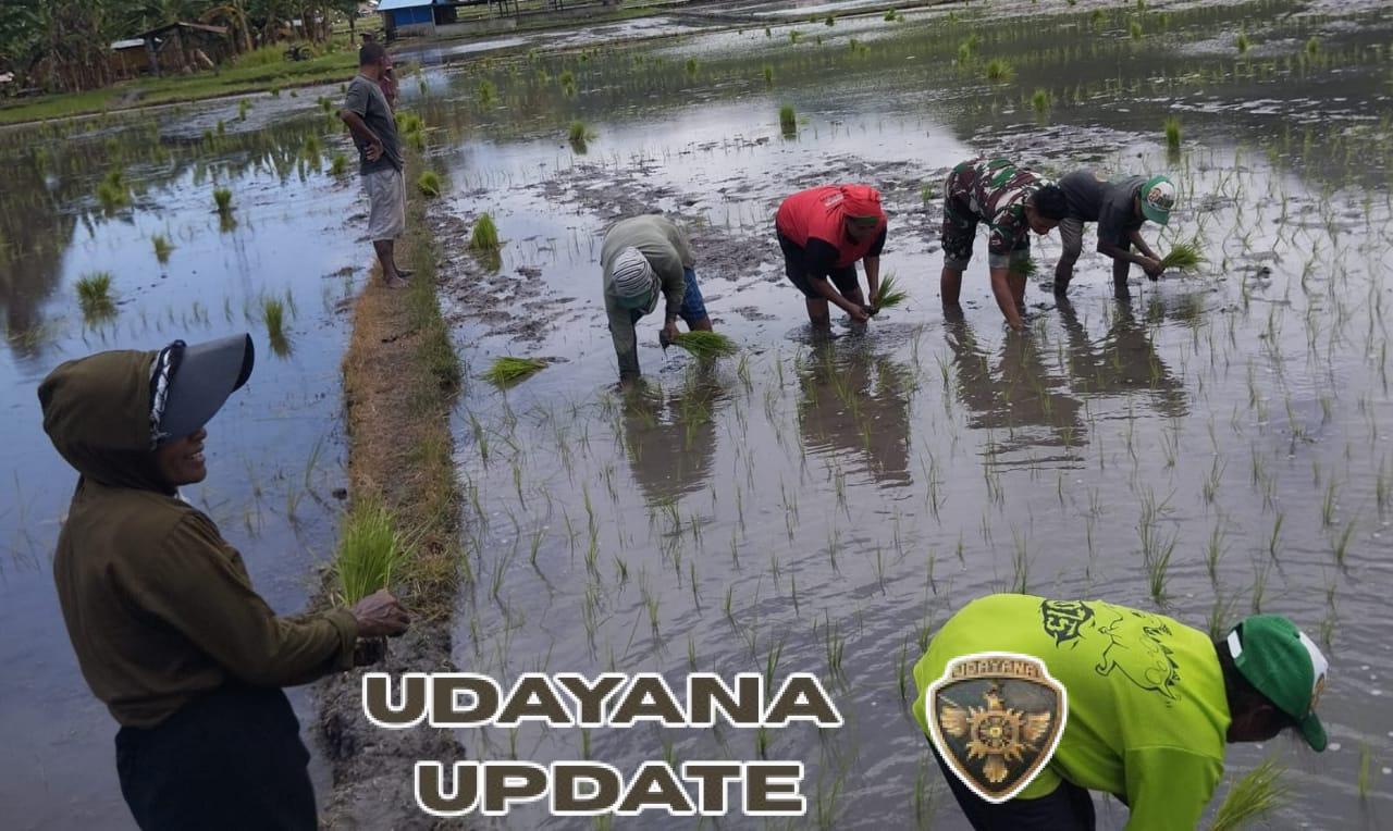 Sinergi Babinsa dan Petani Aewora: Jaga Keamanan Wilayah, Dorong Produktivitas Sawah