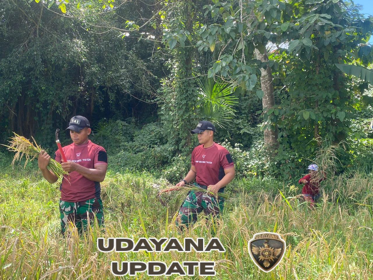 Pos Nunura Bantu Warga Sakafini Panen Padi di Sawah Perbatasan