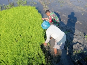 Babinsa dan Petani Mausambi Bersinergi Wujudkan Swasembada Pangan