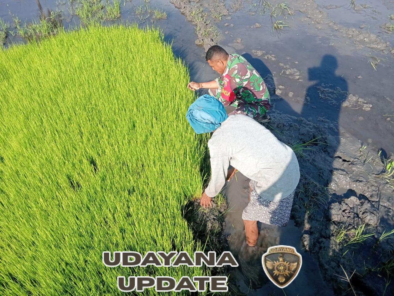 Babinsa dan Petani Mausambi Bersinergi Wujudkan Swasembada Pangan