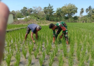 Gotong Royong Babinsa dan Petani Pahunga Lodu Jaga Ketahanan Pangan