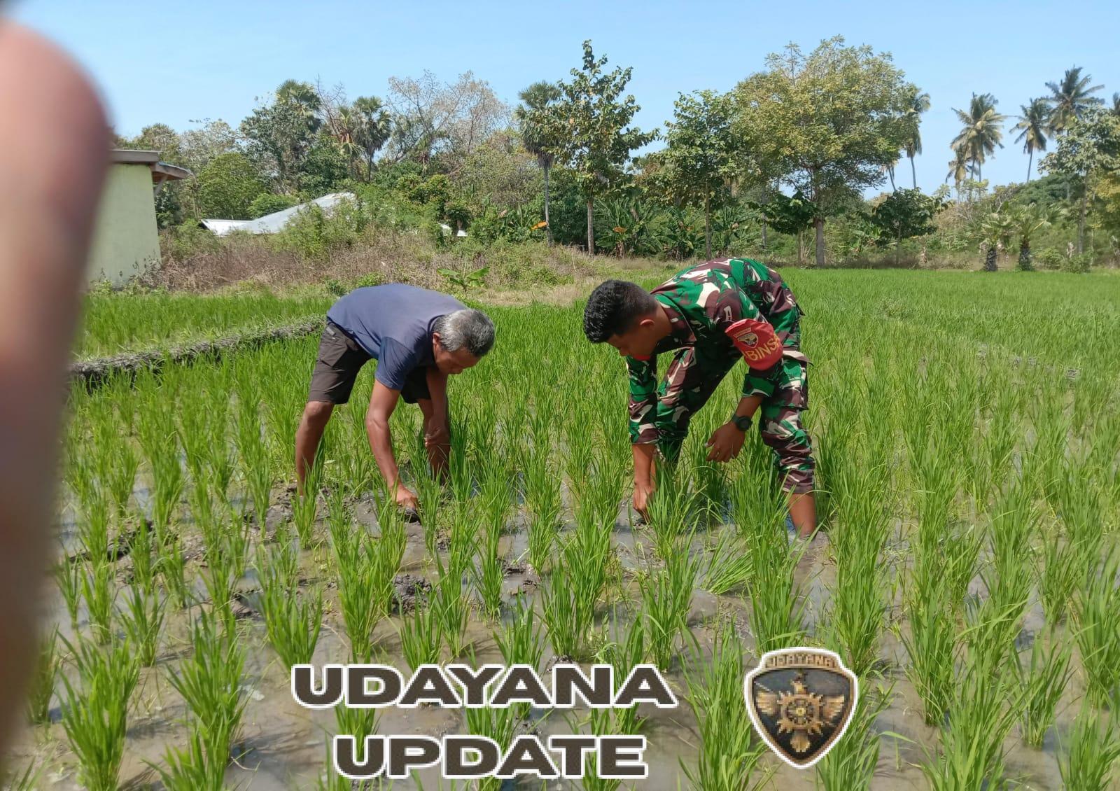 Gotong Royong Babinsa dan Petani Pahunga Lodu Jaga Ketahanan Pangan