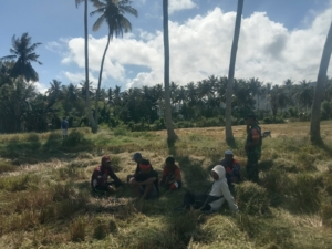 Babinsa Dampingi Petani Air Suning Saat Panen Gabah di Lahan Kelompok Tani Usaha Baremak