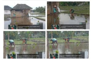Tingkatkan Ketahanan Pangan, Babinsa Koramil Masbagik Turun ke Sawah