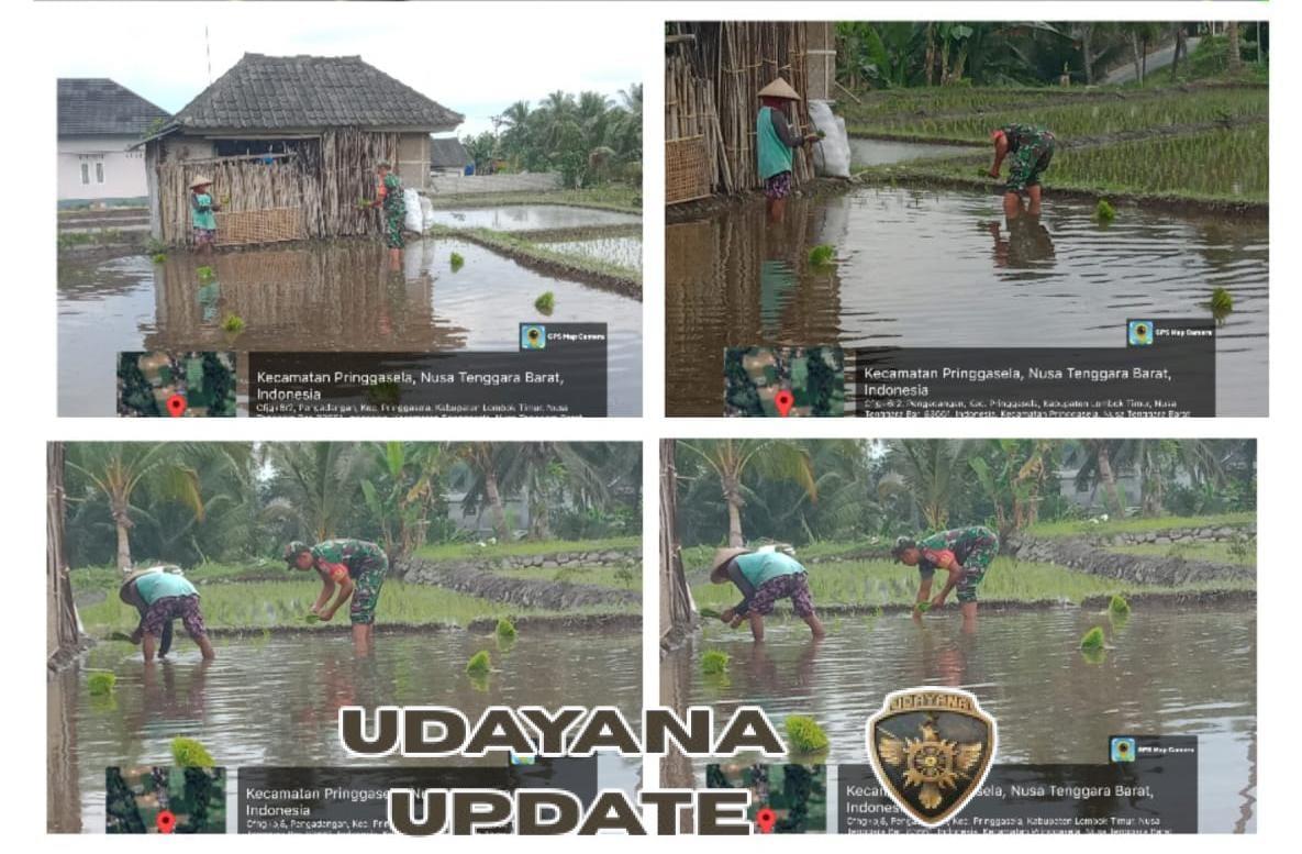 Tingkatkan Ketahanan Pangan, Babinsa Koramil Masbagik Turun ke Sawah