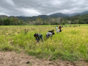 Sinergi TNI dan Warga: Babinsa Koramil 06/Karera Bantu Panen Sekaligus Monitoring Wilayah
