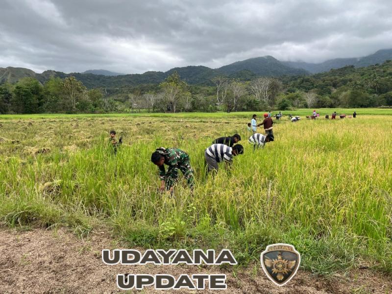 Sinergi TNI dan Warga: Babinsa Koramil 06/Karera Bantu Panen Sekaligus Monitoring Wilayah