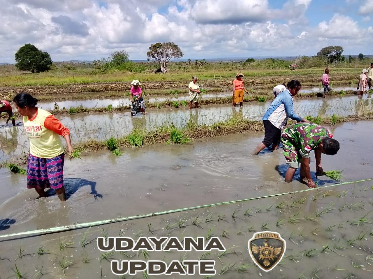 Babinsa Koramil 1618-04/Bisel Bersama Kelompok Tani Perintis Tanam Padi di Insana Barat