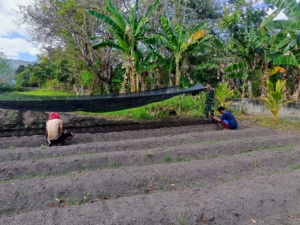 Gotong Royong Babinsa dan Warga Bersihkan Lahan Tidur Jadi Kebun Sayur