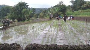 Babinsa 1623-04/Sidemen bersama PPl laksanakan pendampingan penanaman padi.