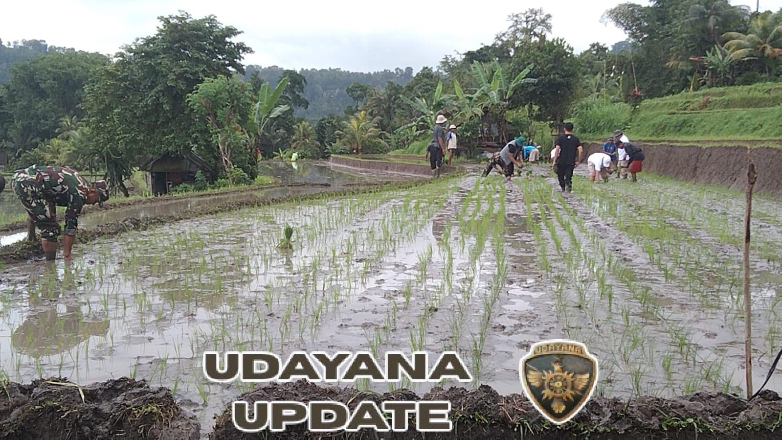 Babinsa 1623-04/Sidemen bersama PPl laksanakan pendampingan penanaman padi.