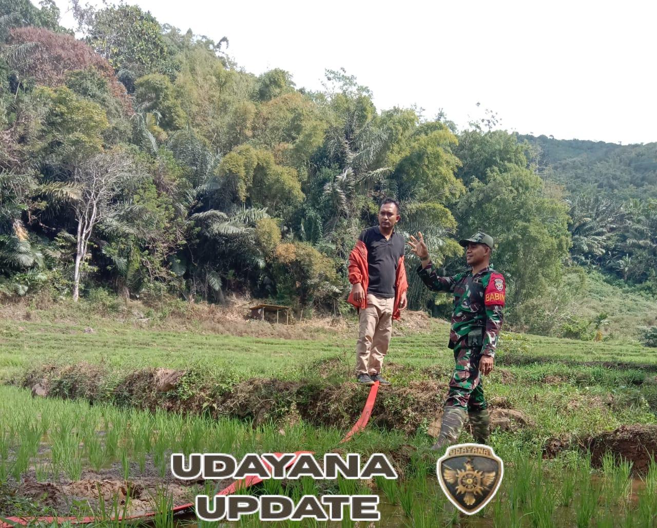 Babinsa Koramil 1612-06/Lembor Selatan Dukung Ketahanan Pangan Lewat Pendampingan Langsung di Sawah