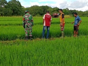 Babinsa Koramil 1612-03/Reok Turun ke Lahan, Babinsa Jalin Komunikasi Dua Arah dan Beri Tips Perawatan Padi