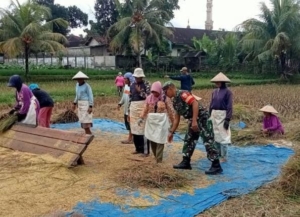 Wujudkan Swasembada Pangan, Babinsa dan Petani Desa Kumbang Bersinergi