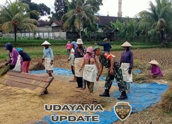 Wujudkan Swasembada Pangan, Babinsa dan Petani Desa Kumbang Bersinergi