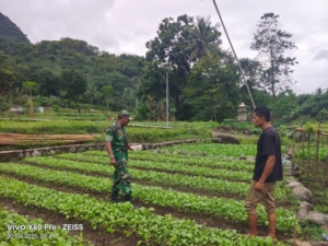 Babinsa Ende Aktif Pantau Keamanan Saat Pendampingan Petani Sayuran di Lokoboko