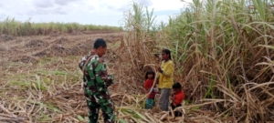 Babinsa Koramil 02/Rindi Umalulu Warga Sembari Warga Yang Panen Tebu