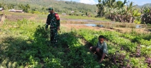 Kopda Bimo Bantu Bersihkan Lahan Sayur Milik Warga di Desa Malaipea
