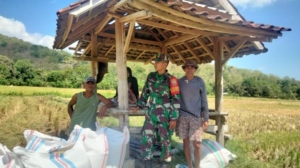 Babinsa Lalar Liang Kawal Panen Padi Petani Poktan Lang Desa 2