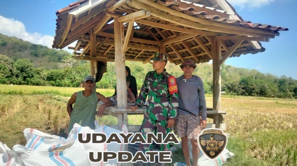 Babinsa Lalar Liang Kawal Panen Padi Petani Poktan Lang Desa 2