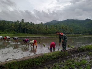 Babinsa Kodim 1602/Ende Bersama Kelompok Tani Tanam Padi di Desa Maurole
