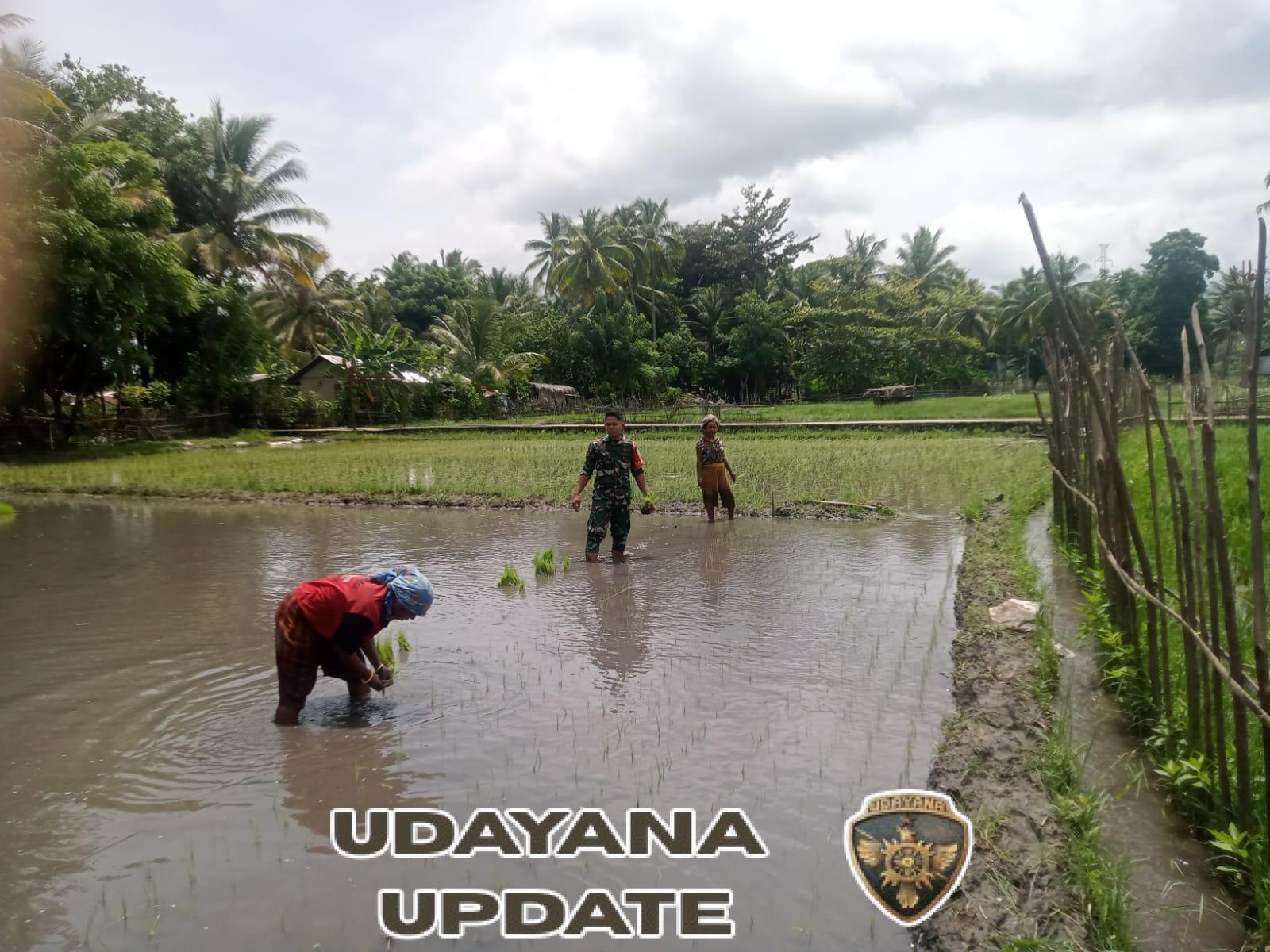 Babinsa Kodim 1602/Ende Bersama Kelompok Tani Tanam Padi di Desa Maurole
