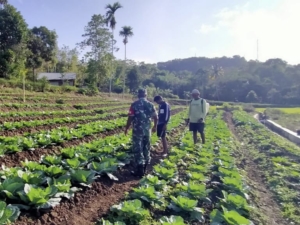 Babinsa Komsos dengan Petani Sayur di Kelurahan Komerda