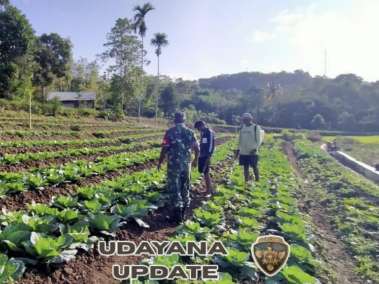 Babinsa Komsos dengan Petani Sayur di Kelurahan Komerda