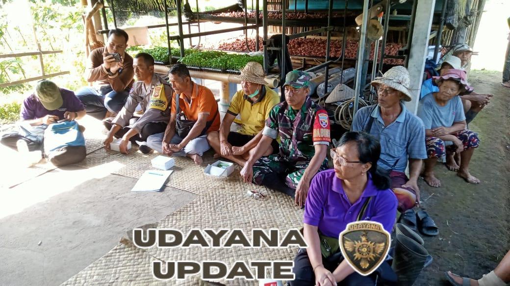 Babinsa Medahan Dukung Penanaman 14.000 Pohon Cabai Cegah Inflasi